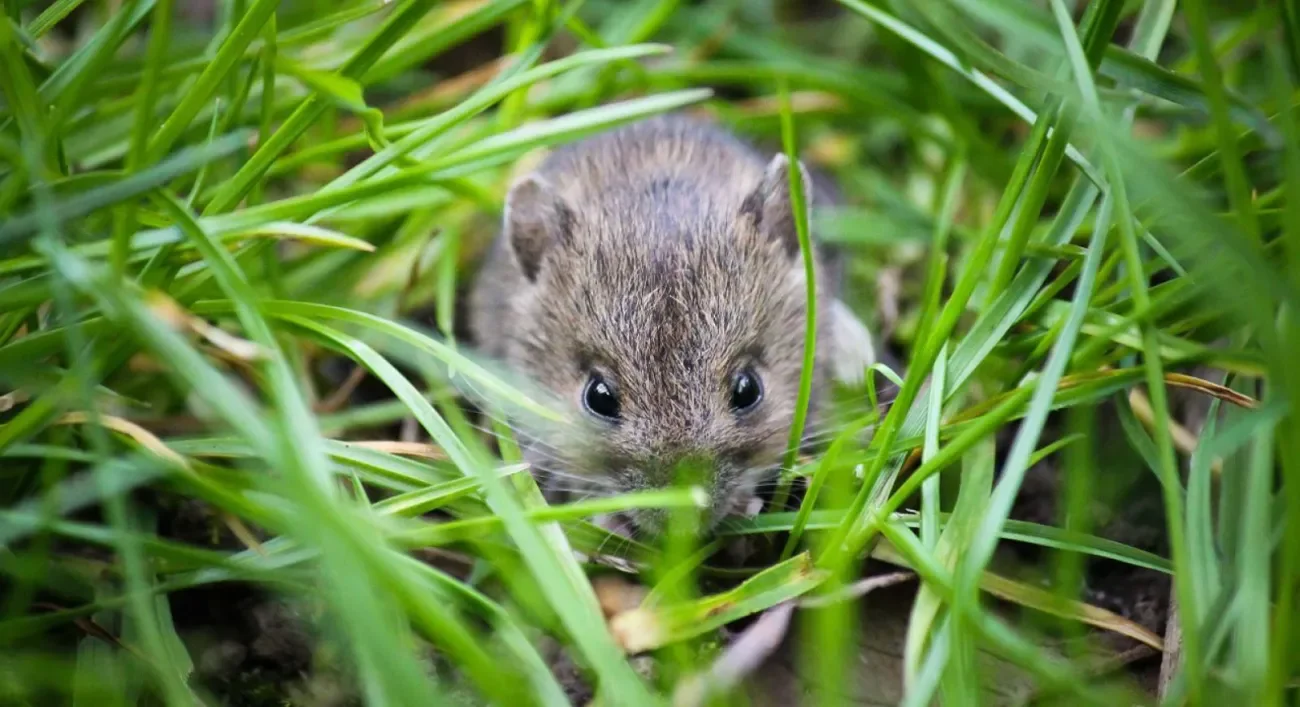 mouse