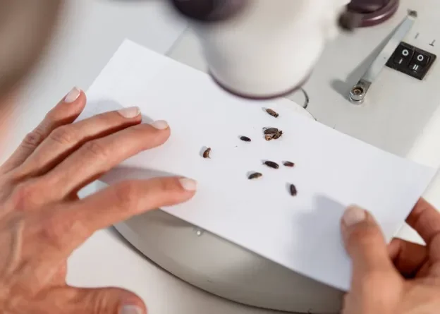 bugs