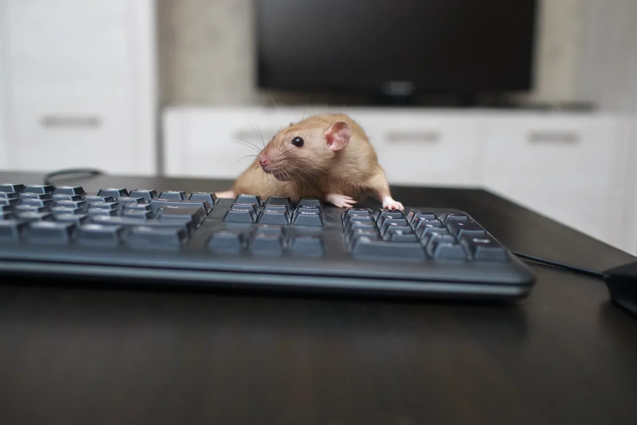 Ratte auf Computer-Tastatur