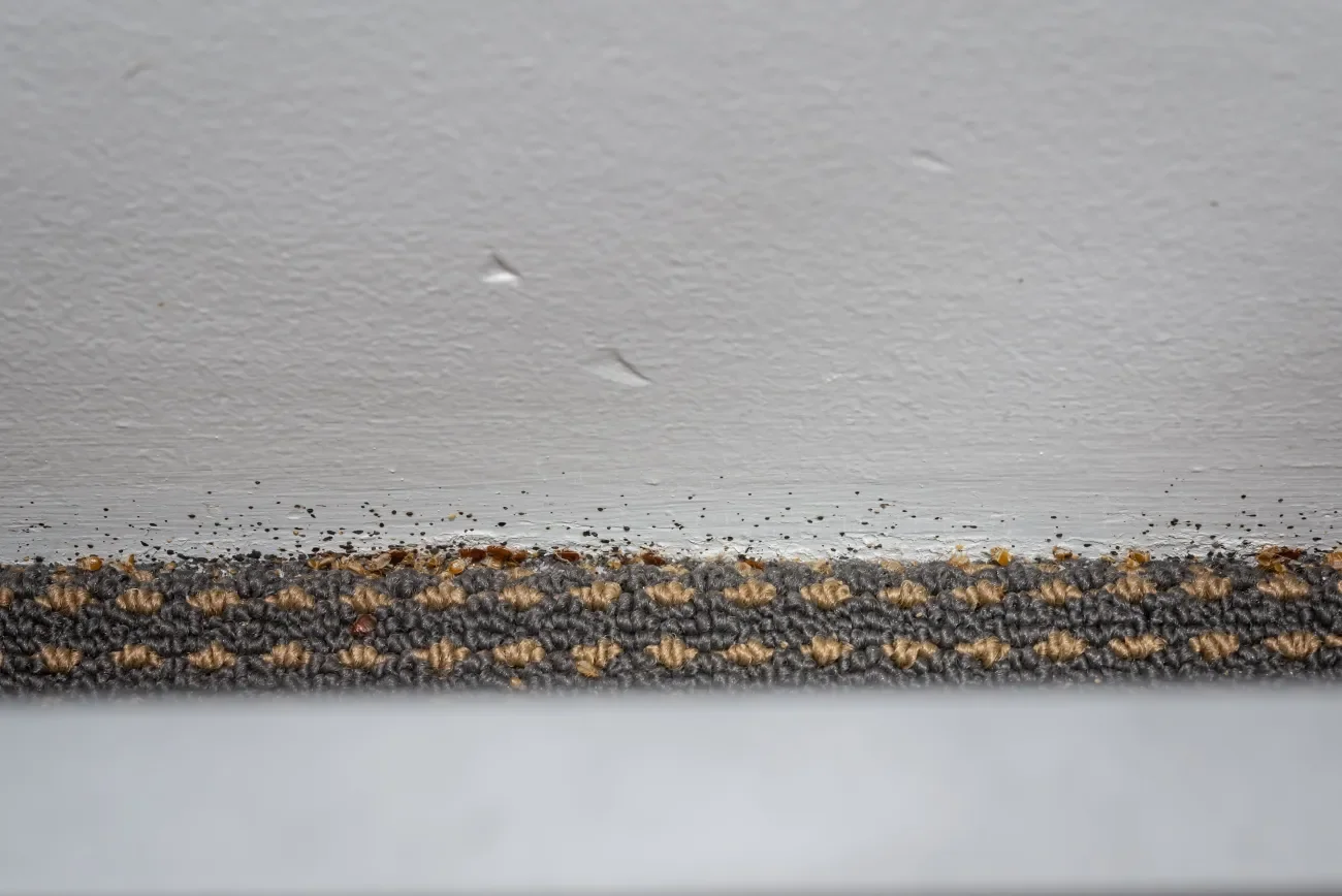 Schwarze Punkte an der Wand über Teppichboden durch Bettwanzen