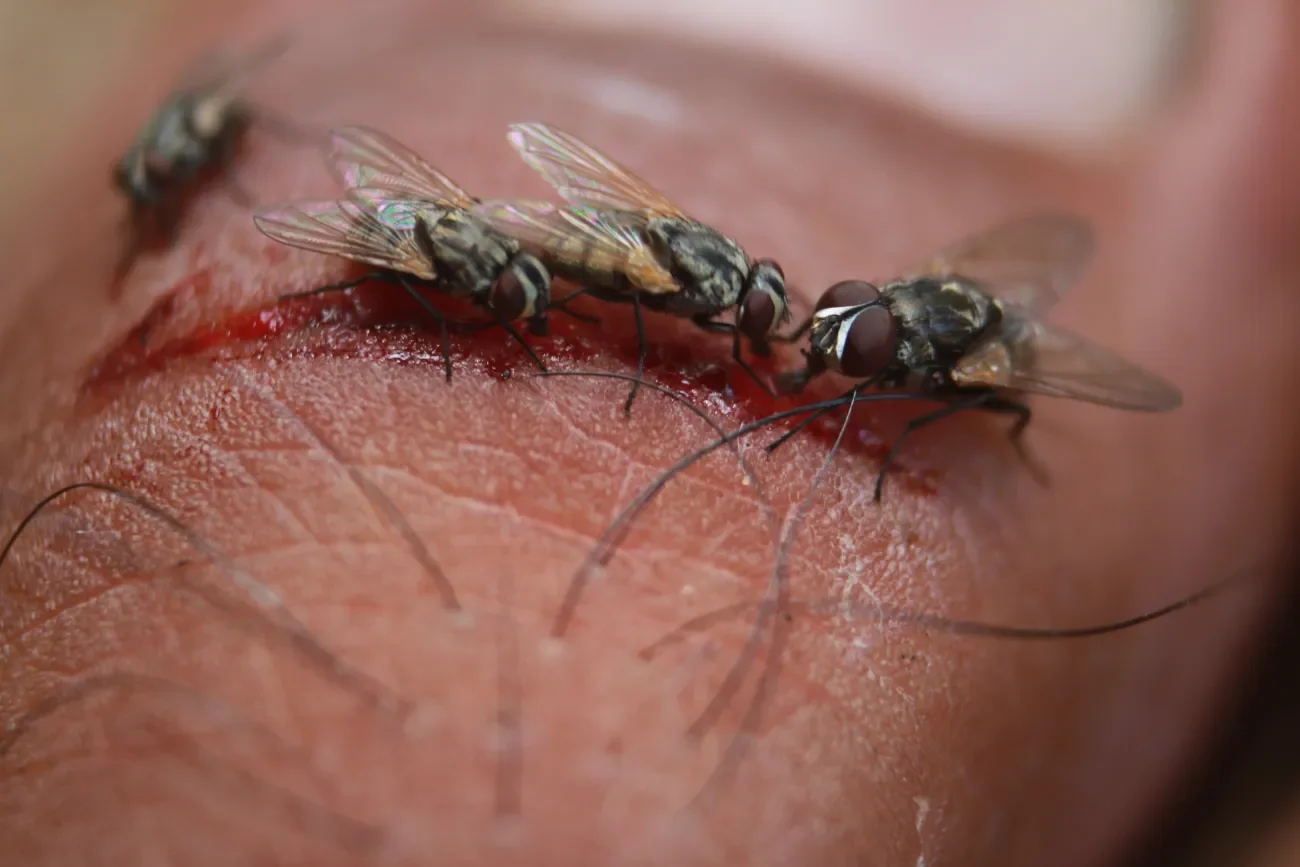  In medizinischen Einrichtungen werden Fliegen u.a. von offenen Wunden angezogen