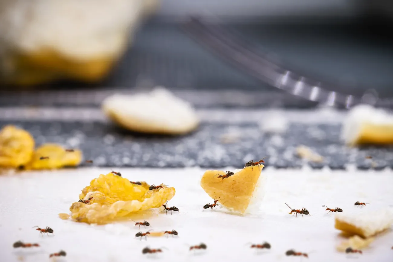 Befall von winzigen Ameisen, die sich an Essen in Küche bedienen