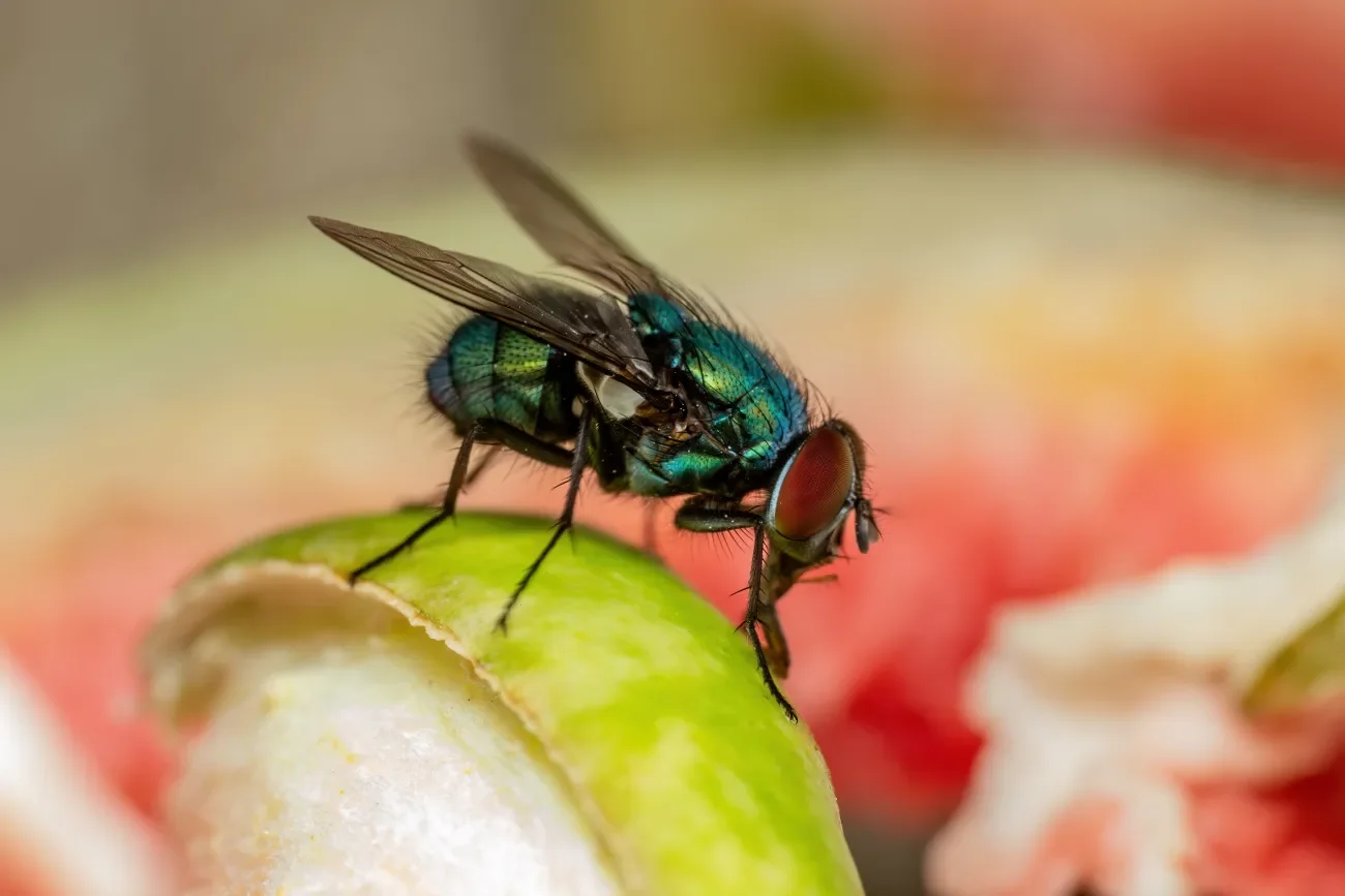 Fliege auf einem Stück Obst