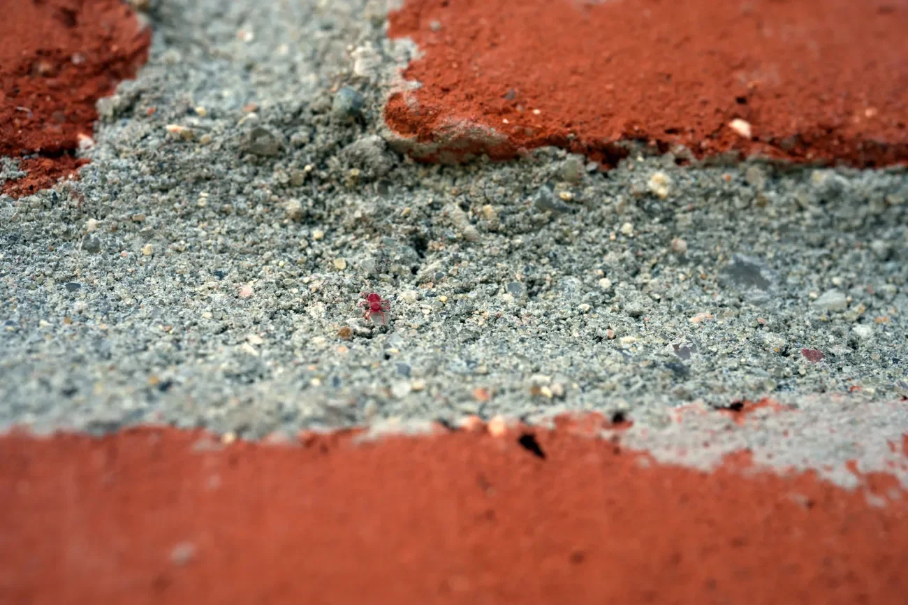 Kleine rote Spinnmilben am Klinkerstein vom Mauerwerk