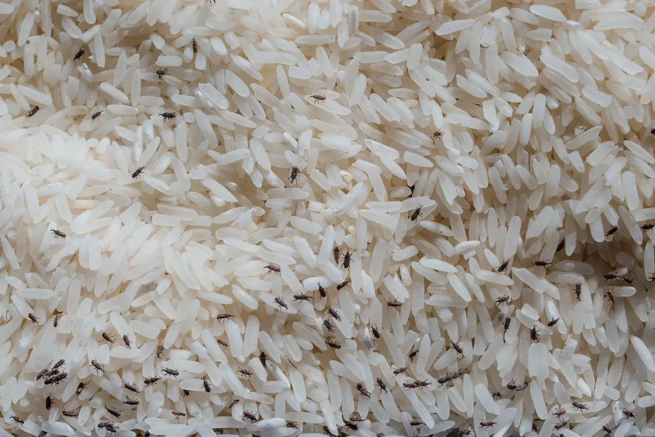 Kornkäfer bedienen sich an gelagertem Reis