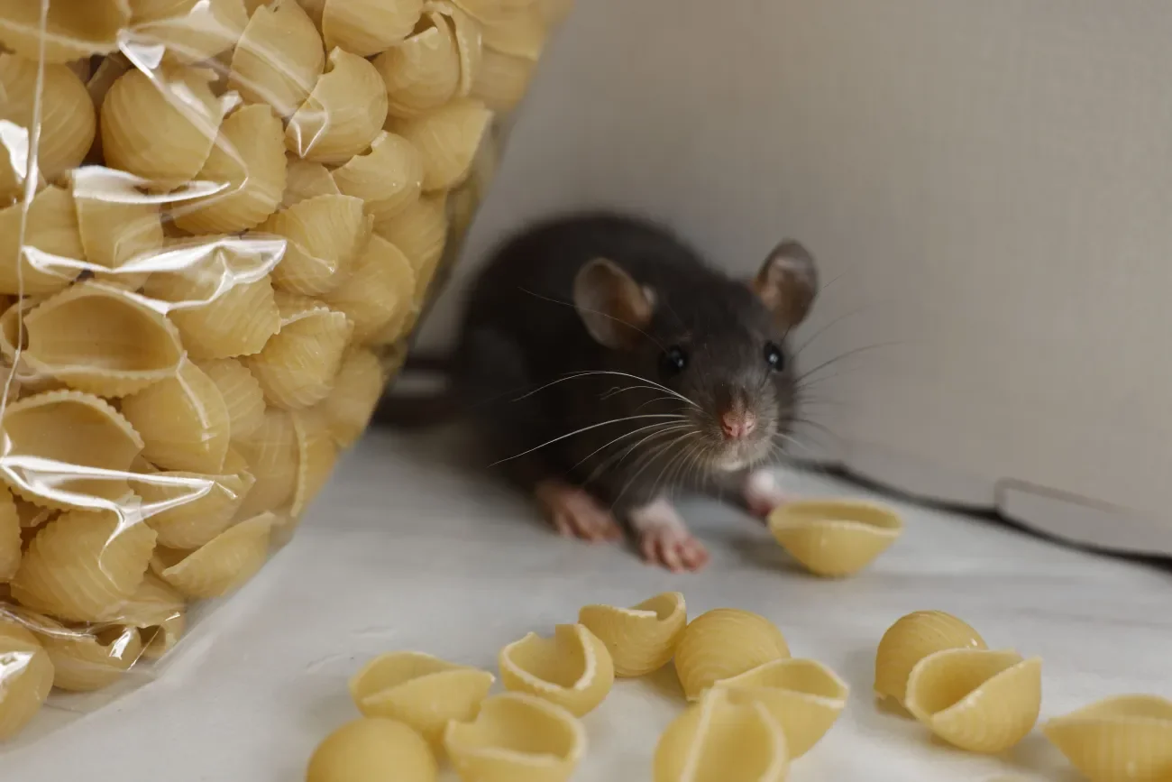 Maus sitzt zwischen einer Packung Nudeln und ausgestreuten Nudeln