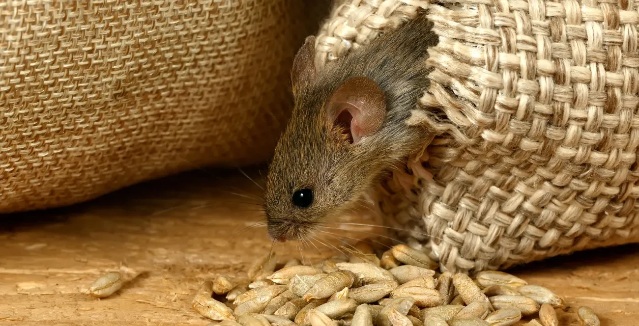 Maus, die sich durch einen Getreidesack beißt