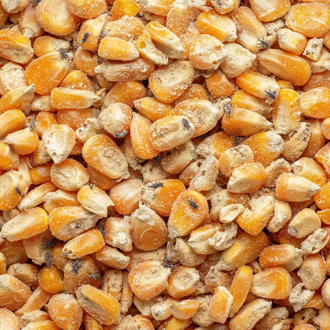 Käferbefall an Maiskörnern in der Lebensmittelproduktion