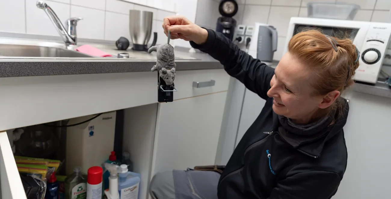 Schädlingsbekämpferin holt Rattenfalle mit einer Stoffratte aus dem Küchenschrank