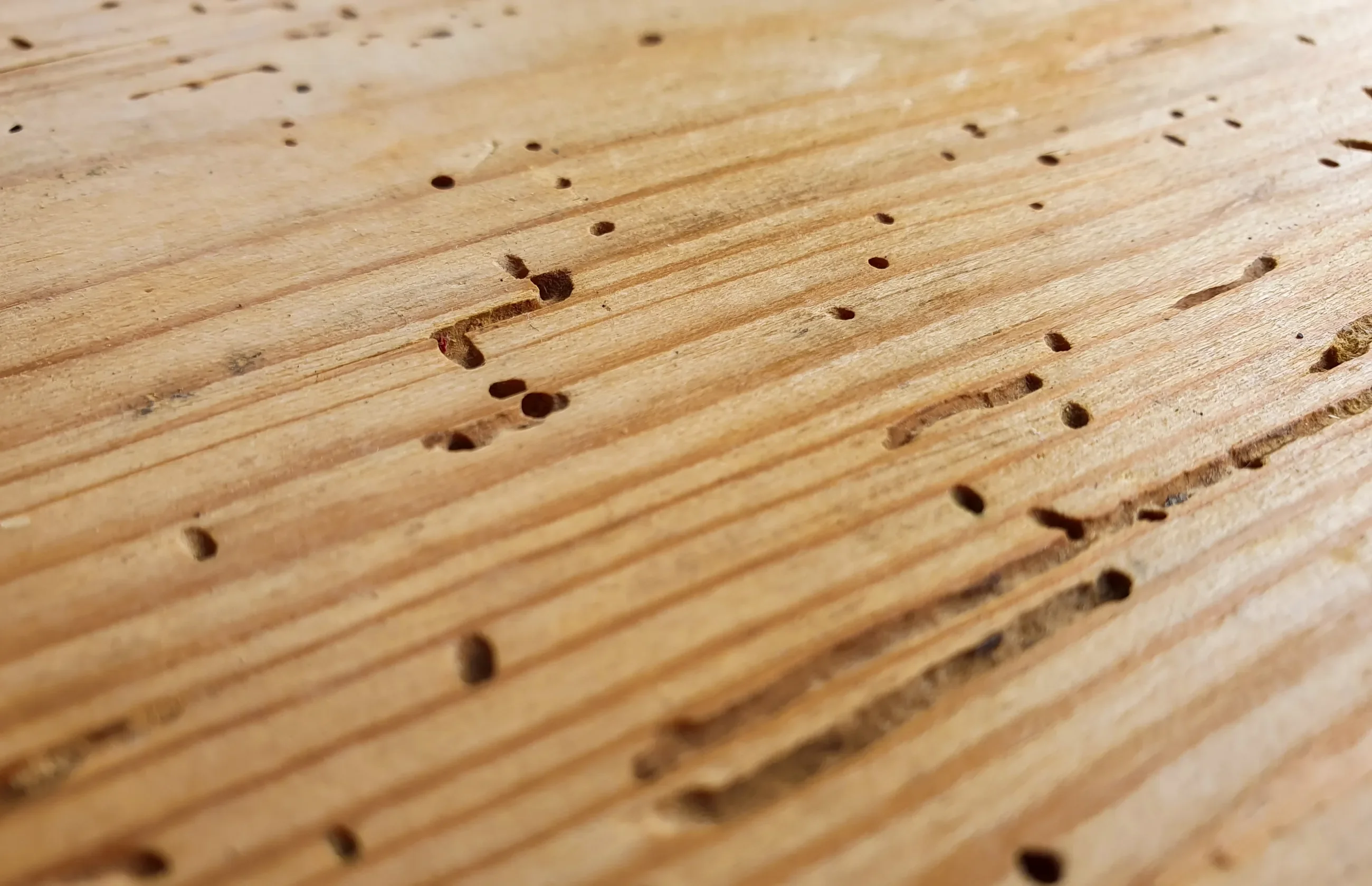 wood