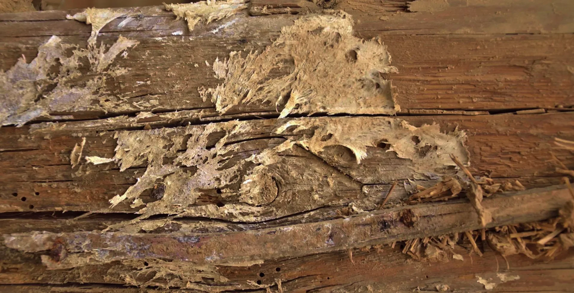 Holz mit starkem Termitenbefall und sichtbaren Fraßspuren